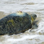 Could you help to save endangered wildlife in the UAE?
