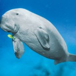The organisation fighting for vulnerable species survival
