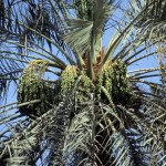 Pioneering research to shed new light on the UAE’s national fruit