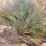 Breakthrough project witnesses surge in palm population