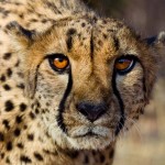 Promising law puts wildlife ownership in focus