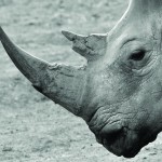Technology to save endangered animals from trafficking