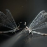Valuable research uncovers new species in Al Ain