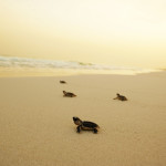 Saadiyat’s first endangered babies have just arrived