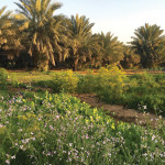 Standards at local farms have hit a record high