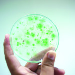 How this local algae can help save our world