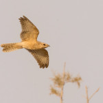 How this bird species is putting the spotlight on local biodiversity