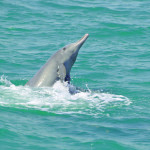 How much do you really know about capital dolphins?