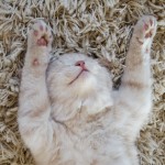 This is how to give your pet the royal treatment