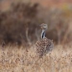 How this local bird species rose from brink of extinction