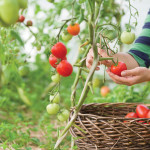 Did you know you can grow your own food here?