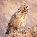 Did you know a new type of bird has been spotted in the UAE?