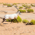 This amazing species has returned to the wild