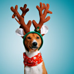 These Christmas crackers will make you laugh out loud