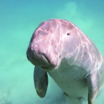 A local conservation fund is helping protect globally threatened species