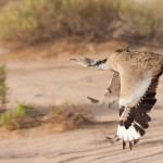 What is the UAE doing to protect animals?