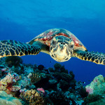 Why UAE oceans are ranked the best in the GCC
